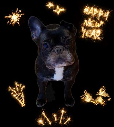 Französische Bulldoggen-Beitrag-Bild