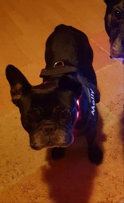 Französische Bulldoggen-Beitrag-Bild