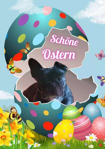 Französische Bulldoggen-Beitrag-Bild