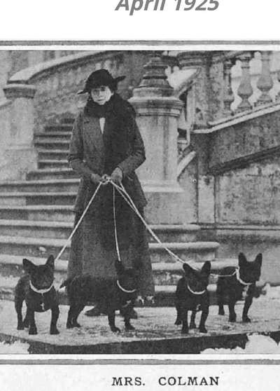 Französische Bulldoggen-Beitrag-Bild