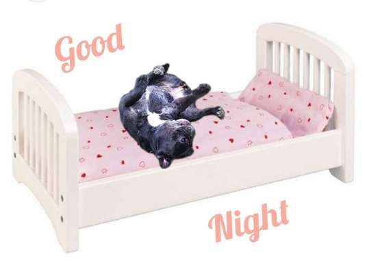 Französische Bulldoggen-Beitrag-Bild