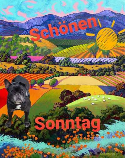 Französische Bulldoggen-Beitrag-Bild