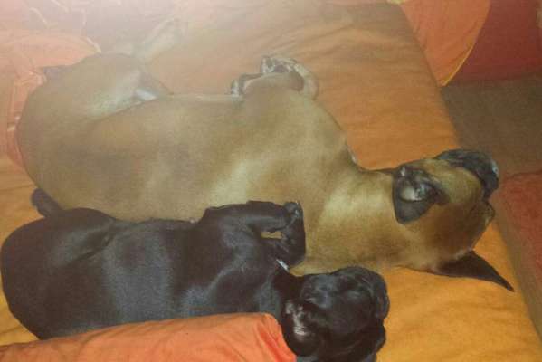 Französische Bulldoggen-Beitrag-Bild