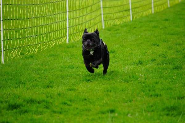 Französische Bulldoggen-Beitrag-Bild