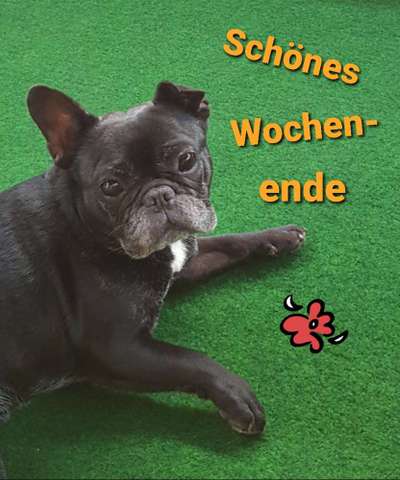 Französische Bulldoggen-Beitrag-Bild