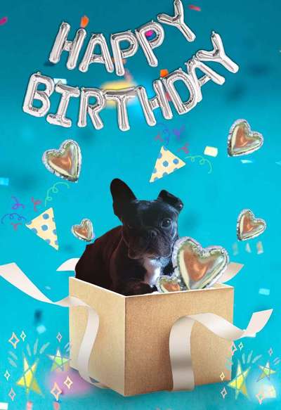 Französische Bulldoggen-Beitrag-Bild