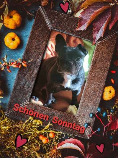 Französische Bulldoggen-Beitrag-Bild