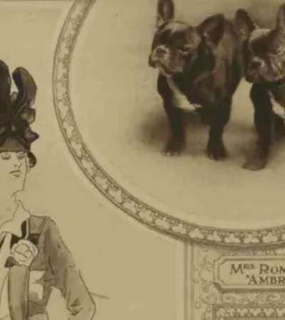 Französische Bulldoggen-Beitrag-Bild