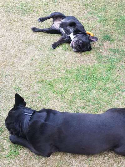 Französische Bulldoggen-Beitrag-Bild