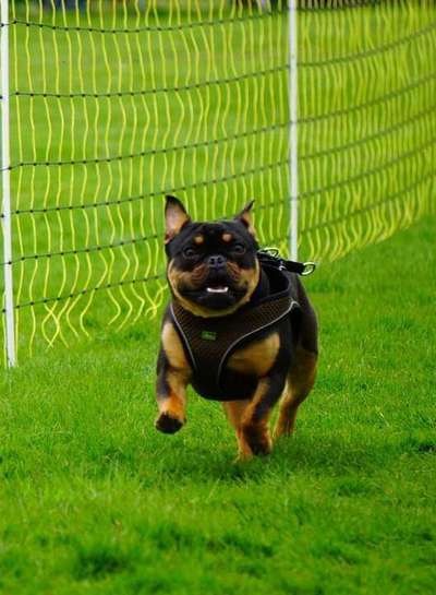 Französische Bulldoggen-Beitrag-Bild