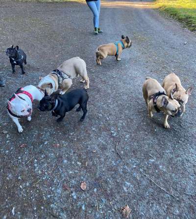 Französische Bulldoggen-Beitrag-Bild