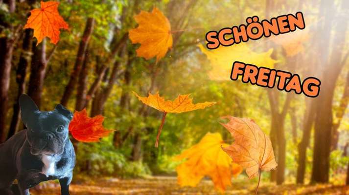 Französische Bulldoggen-Beitrag-Bild