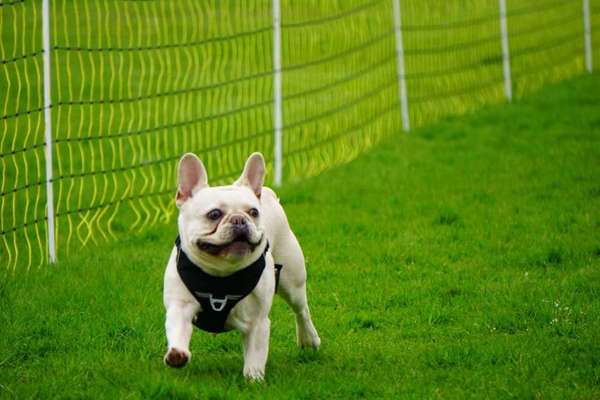 Französische Bulldoggen-Beitrag-Bild