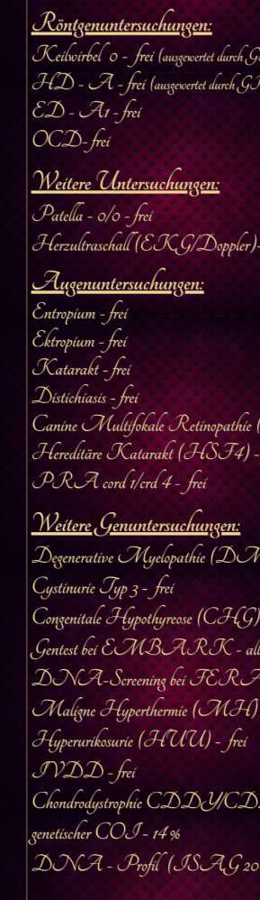 Französische Bulldoggen-Beitrag-Bild