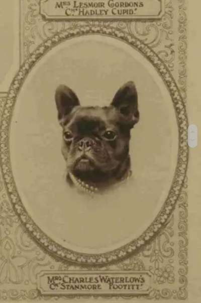 Französische Bulldoggen-Beitrag-Bild