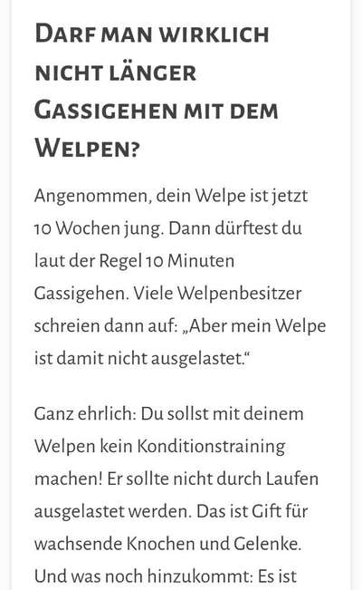 Französische Bulldoggen-Beitrag-Bild