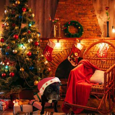 Französische Bulldoggen-Beitrag-Bild