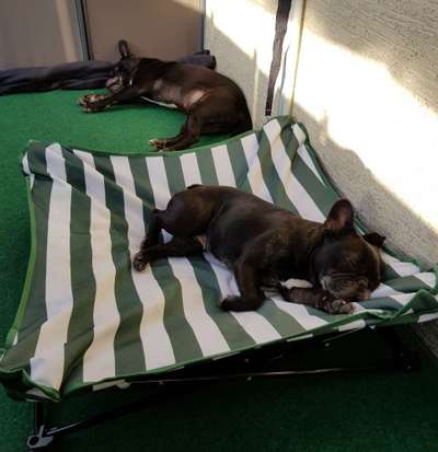 Französische Bulldoggen-Beitrag-Bild