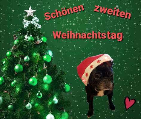 Französische Bulldoggen-Beitrag-Bild