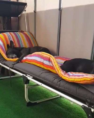 Französische Bulldoggen-Beitrag-Bild