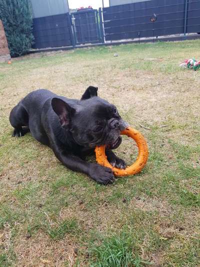 Französische Bulldoggen-Beitrag-Bild