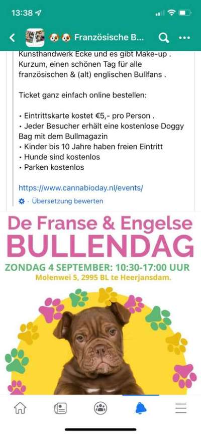 Französische Bulldoggen-Beitrag-Bild