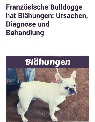 Französische Bulldoggen-Beitrag-Bild