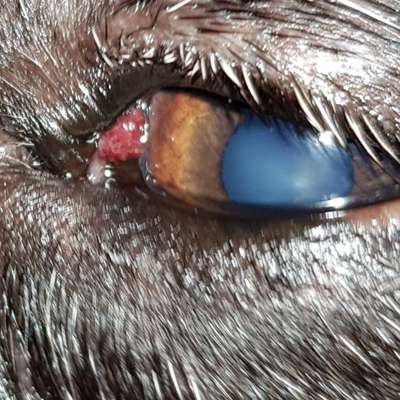 Französische Bulldoggen-Beitrag-Bild