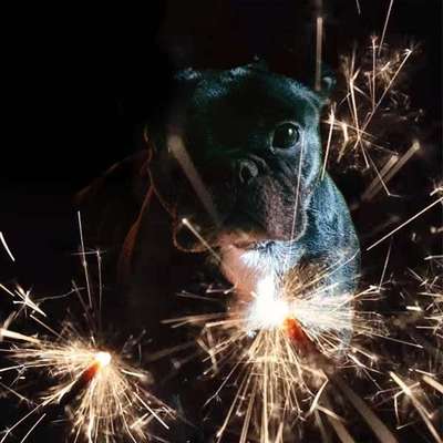 Französische Bulldoggen-Beitrag-Bild