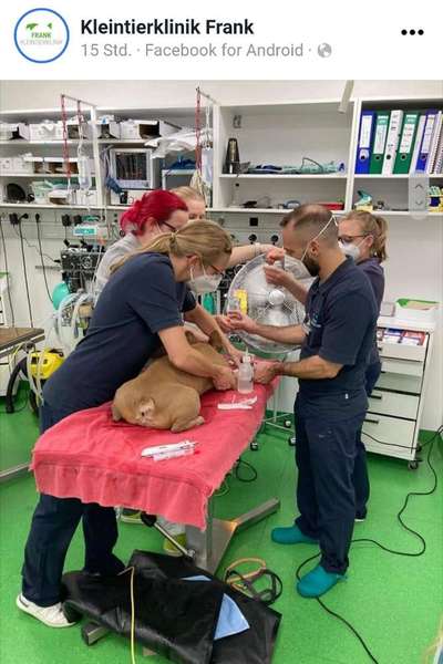 Französische Bulldoggen-Beitrag-Bild