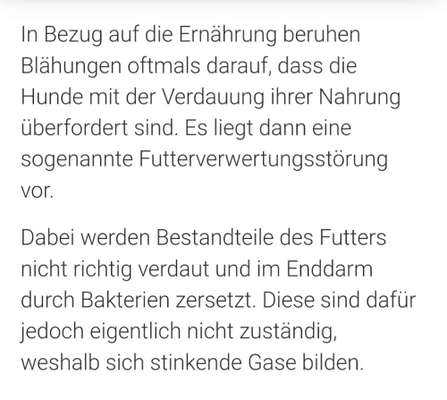 Französische Bulldoggen-Beitrag-Bild