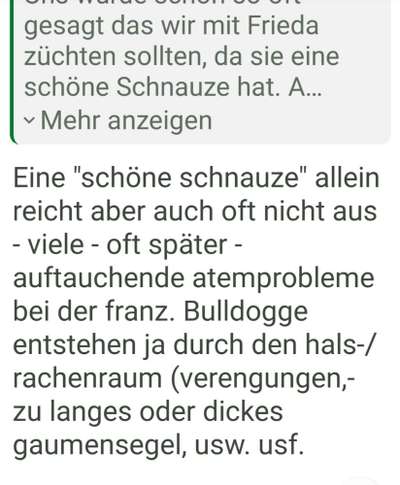 Französische Bulldoggen-Beitrag-Bild