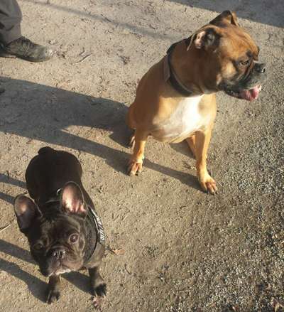 Französische Bulldoggen-Beitrag-Bild