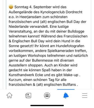 Französische Bulldoggen-Beitrag-Bild