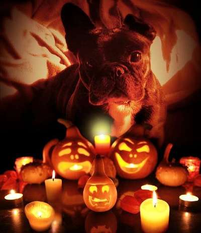 Französische Bulldoggen-Beitrag-Bild