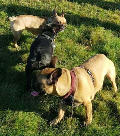 Französische Bulldoggen-Beitrag-Bild