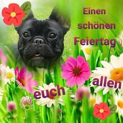 Französische Bulldoggen-Beitrag-Bild