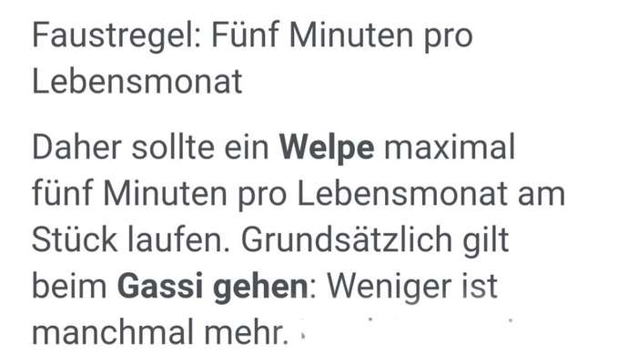 Französische Bulldoggen-Beitrag-Bild