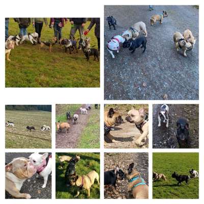 Hundetreffen-Bullytreffen/-spaziergänge (Sauerland)-Bild