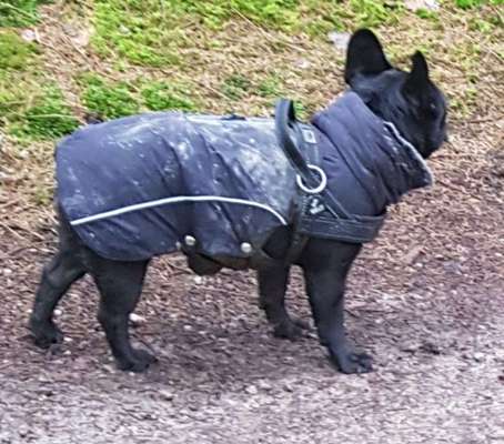 Französische Bulldoggen-Beitrag-Bild