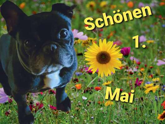 Französische Bulldoggen-Beitrag-Bild