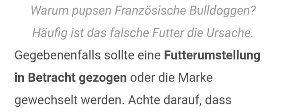 Französische Bulldoggen-Beitrag-Bild