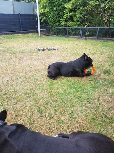 Französische Bulldoggen-Beitrag-Bild