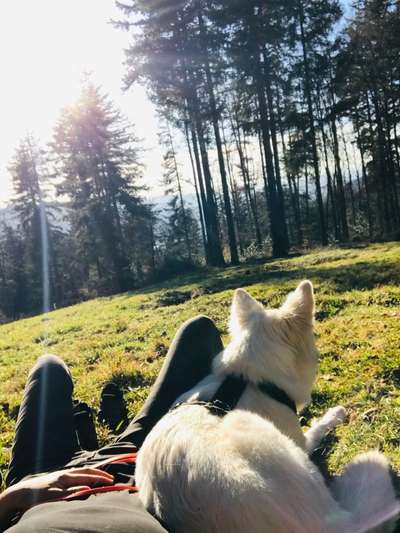 36. Handy Foto Challenge - Sonnenanbeter-Beitrag-Bild