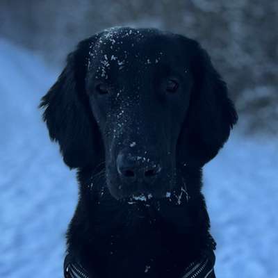 Hundetreffen-Gemeinsames Gassigehen?