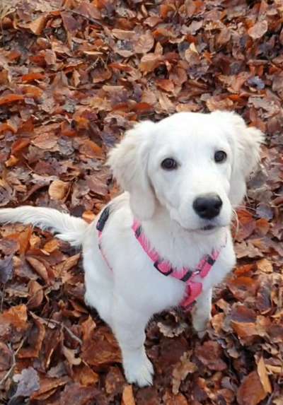 Wald Bild-Beitrag-Bild