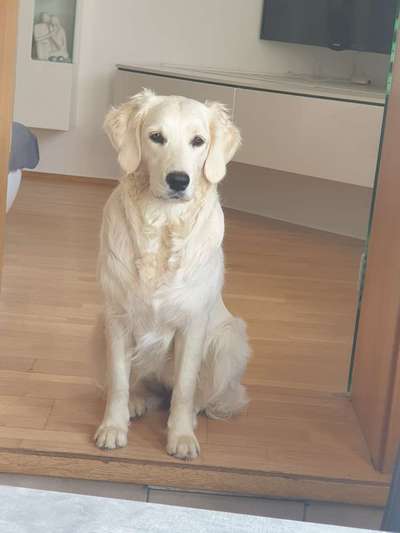 Wo sind die Golden Retriever Liebhaber?-Beitrag-Bild