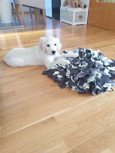 Wo sind die Golden Retriever Liebhaber?-Beitrag-Bild