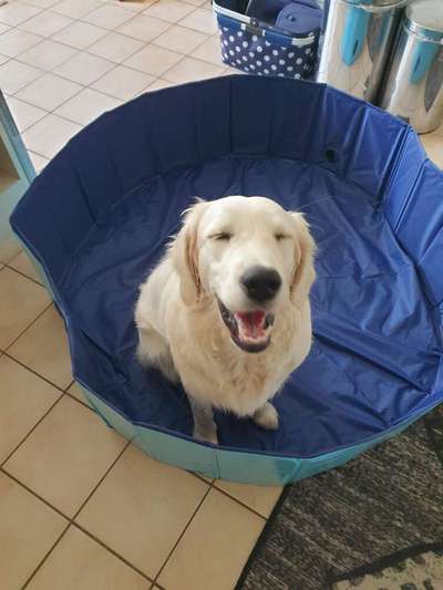 Wo sind die Golden Retriever Liebhaber?-Beitrag-Bild