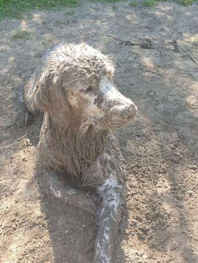 Wo sind die Golden Retriever Liebhaber?-Beitrag-Bild